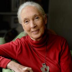 headshot of Jane Goodall