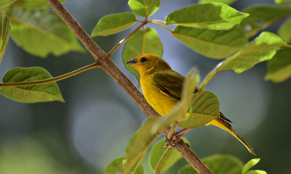Saffron Finch_Copaiba_Atlantic Forest_Brazil Photos WWF