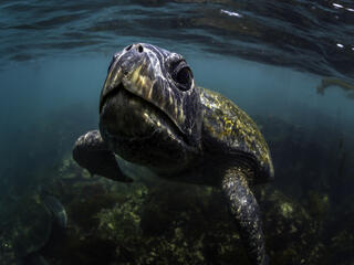 Galapagos green turtle swimming in the ocean