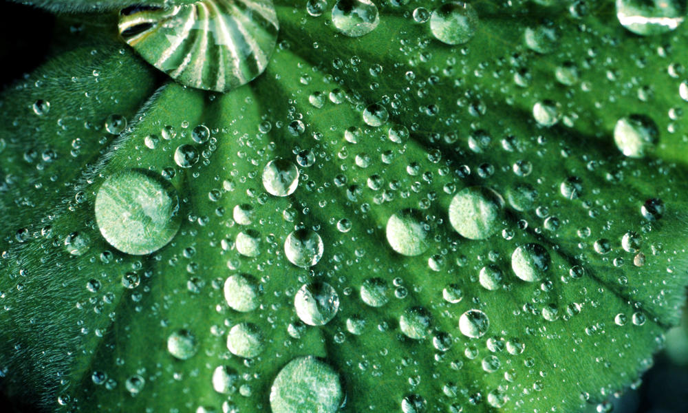 Water drops