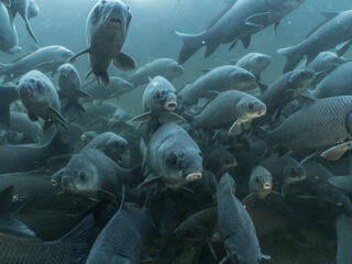 School of buffalo fish swim toward underwater camera