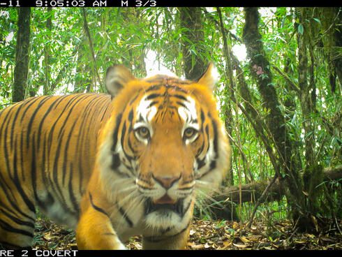 A close up portrait of a large female tiger looking at the camera with a jungle scene in the background