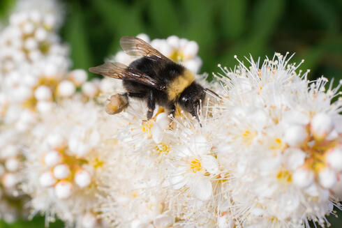 A close up of a black and yellow bumble bee on a long strand of white flowers