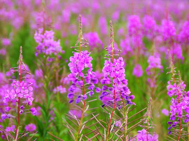Field of fireweed in Alaska