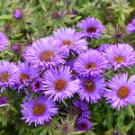 cluster of Aster novae-angliae or Purple Dome