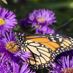 Monarch Butterfly on clump of Purple Aster flowers, Wings Vetical in Profile