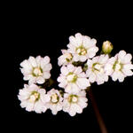 Boerhavia glabrata white flowers closeup
