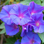 Ipomoea indica blue flowers closeup