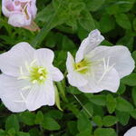 white evening primrose close-up