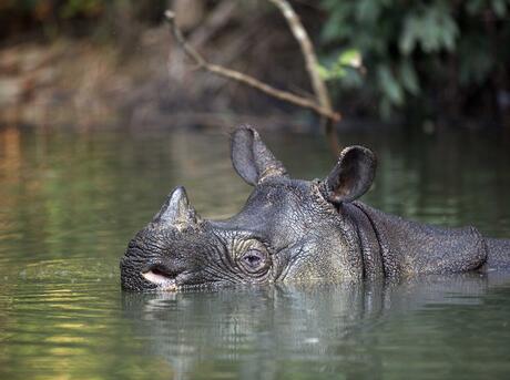 Javan Rhinoceros (Rhinoceros sondaicus) Ujung Kulon National Park, Java, Indonesia.