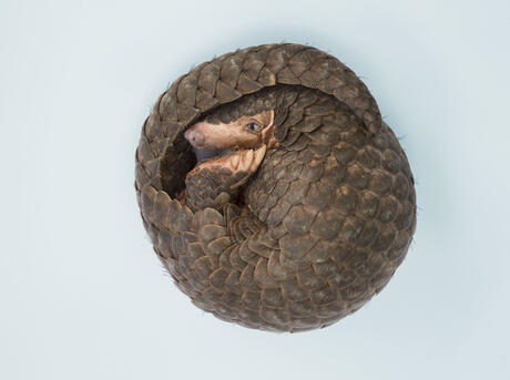 Chinese pangolin (Manis pentadactyla) Rescued from poachers and in rehabilitation.