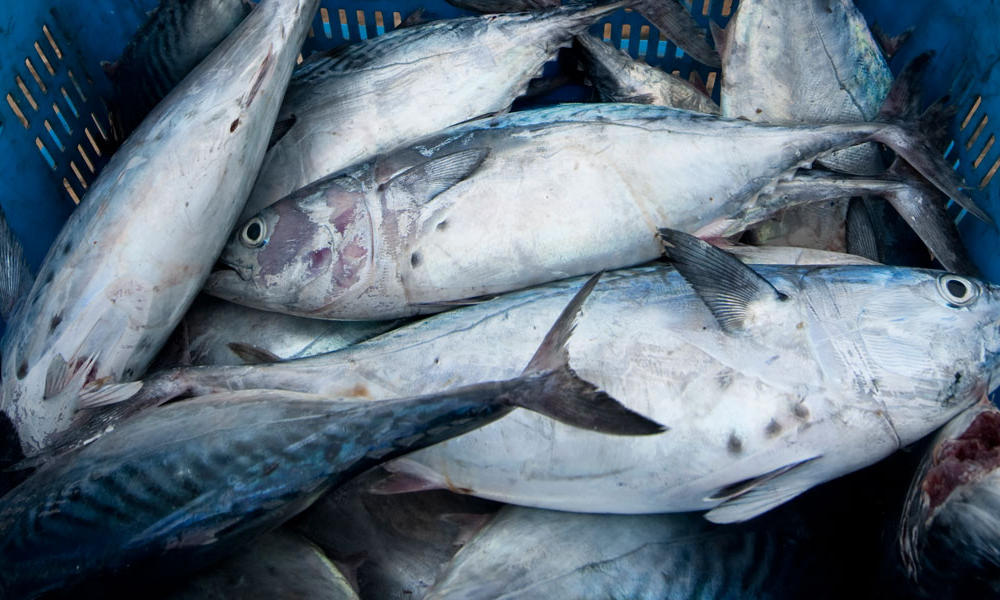 oceanic bonito