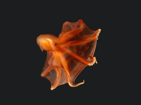 Deep sea Cirrate Octopod {Stauroteuthis syrtensis} from 800m depth, Atlantic.
