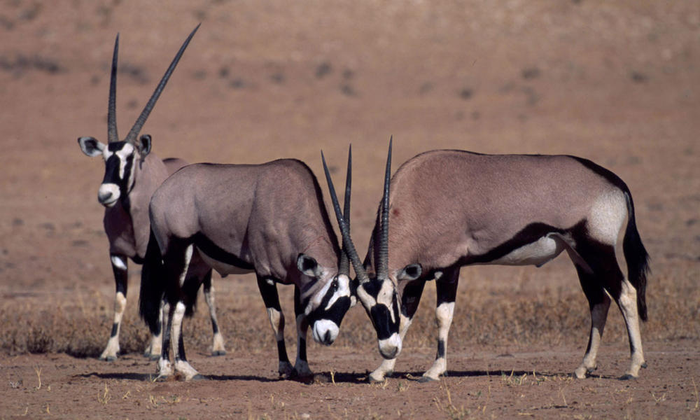 Botswana-Kalahari
