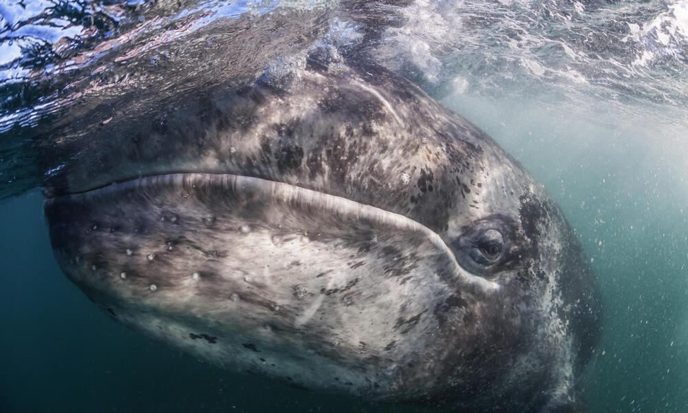 What Do Gray Whales Eat / How To Identify Gray Whales Learn About