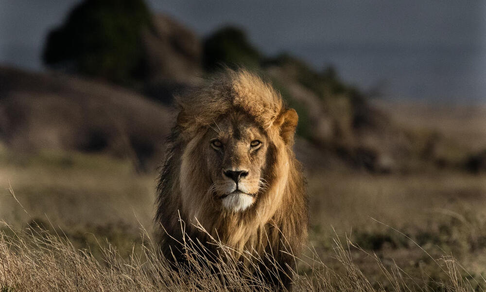 Portrait of a large male lion standing in tall tan grass