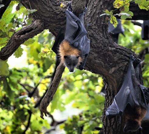 A group of flying foxes hanging from the treetops seen from below