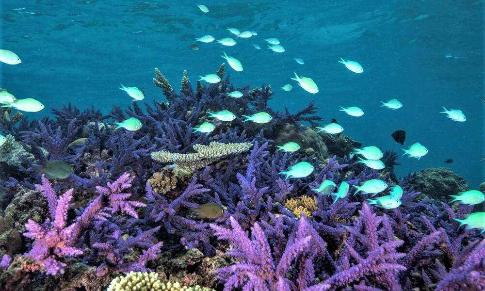 Fiji Coral Reef Patch Ww2139723tom Vierus Photos Wwf