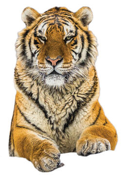 Tiger sitting