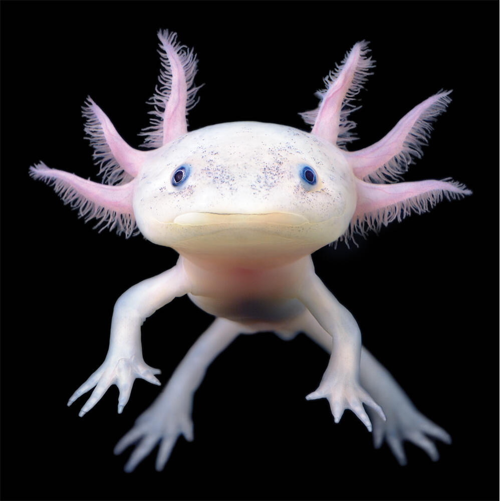 axolotl colors blue