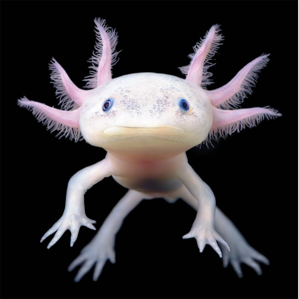 Pink axolotl up close