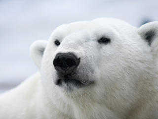 Polar bear