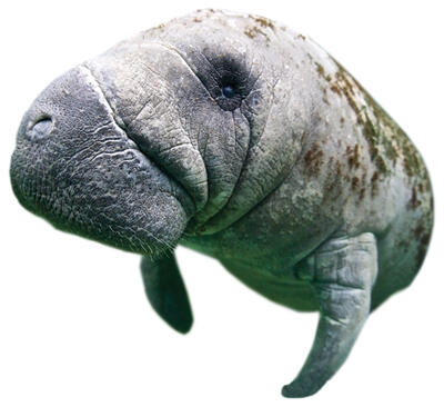 Manatee