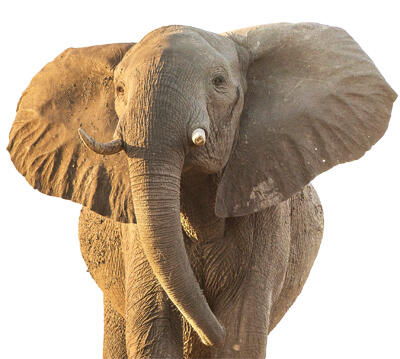 African elephant