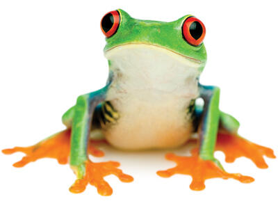 Tree frog