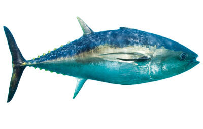 Bluefin tuna