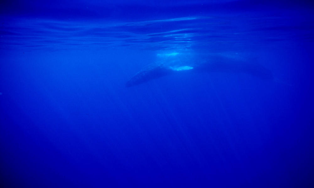 Fin whale