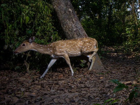 Deer caught in camera trap