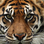 Sumatran Tiger close up