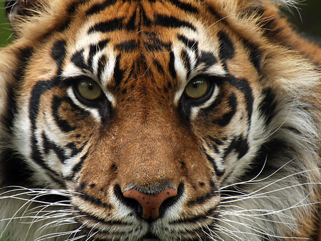 Sumatran-Tiger-Hero.jpg?1345559303