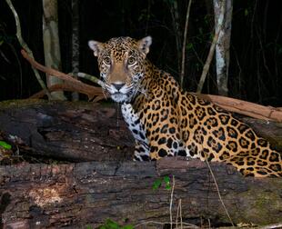 a jaguar in the forest, at night, looking at the camera