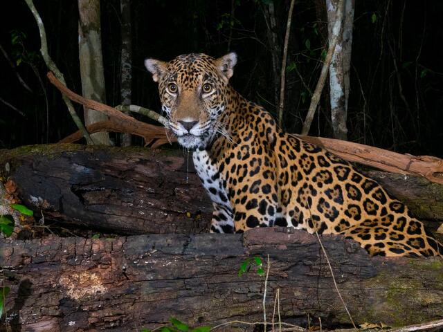 jaguar in Mexican forest as captured by camera trap