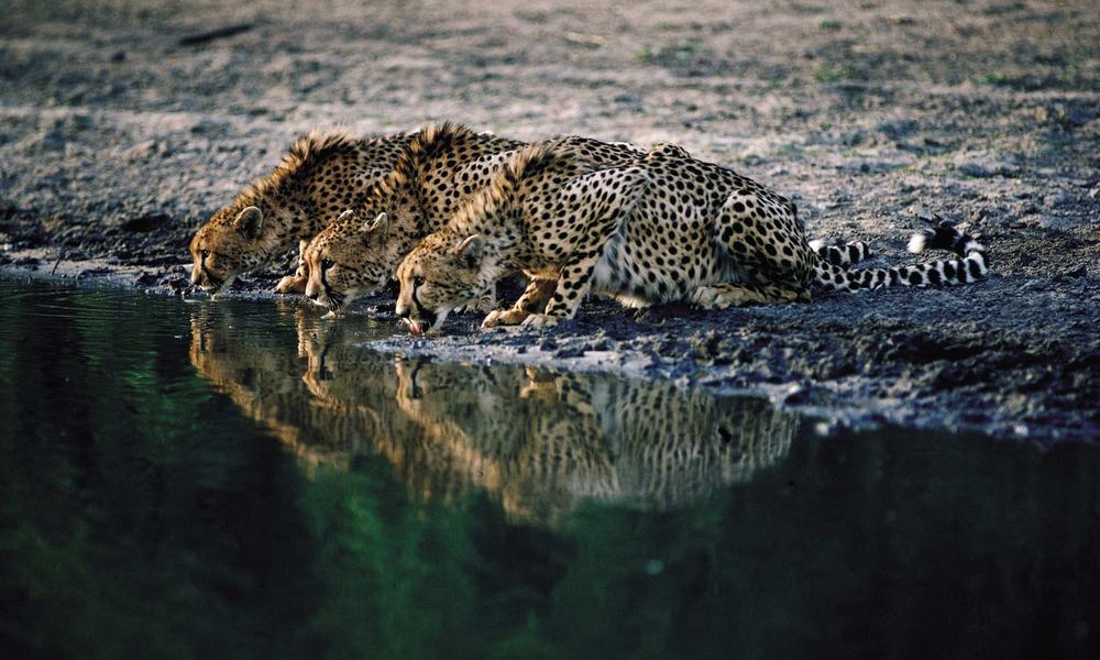 Cheetahs