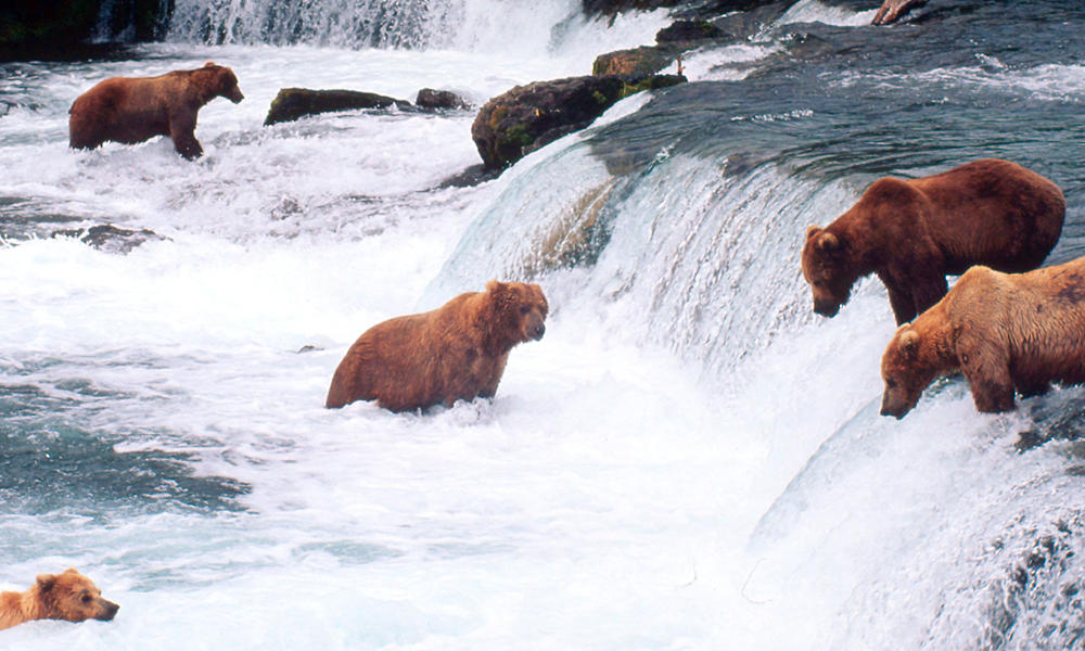 Brown Bear