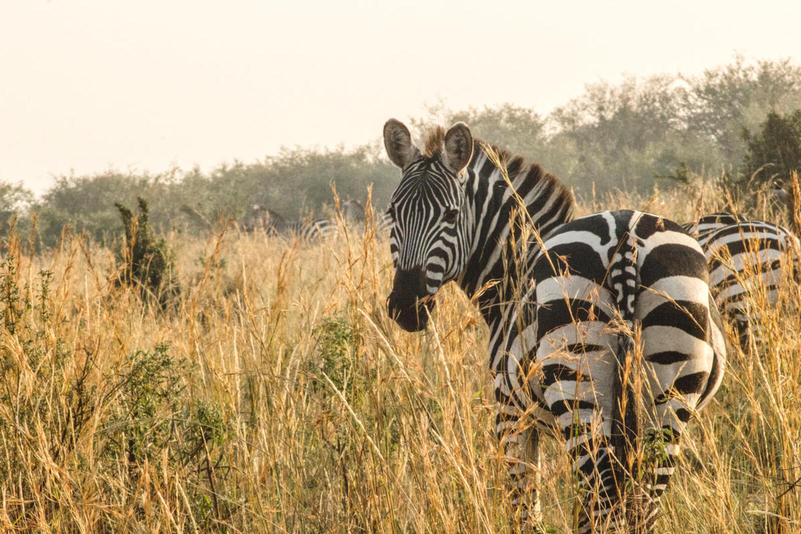 A zebra standing in tall grass turns its head around to look at the camera as teh sun sets