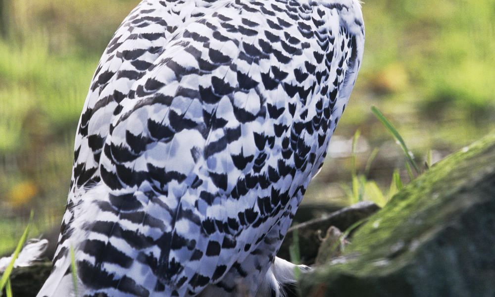 Snowy Owl