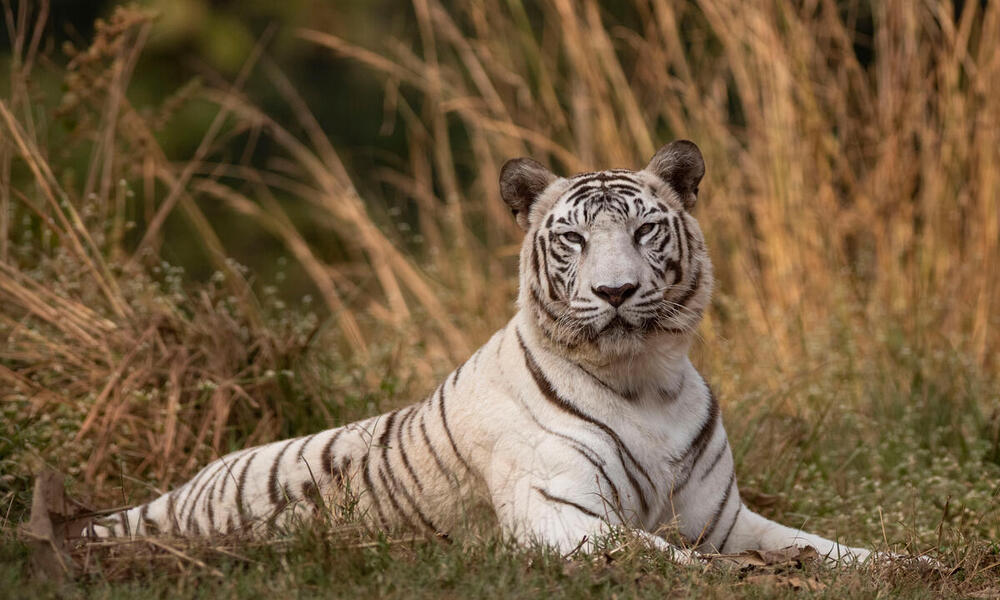 captive white tiger_WW1155961_ Dr Sanjay K Shukla / WWF-International ...