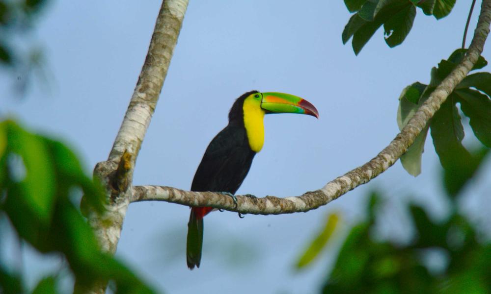Toucan
