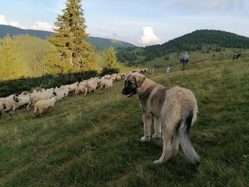What is human-wildlife conflict and why is it more than just a conservation concern? 3 A dog looks over its shoulder as a flock of sheep move past it on a green hillside