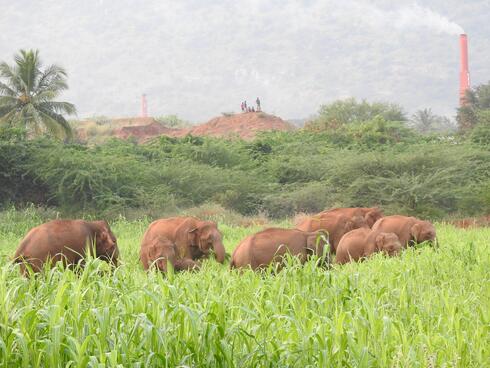 What is human-wildlife conflict and why is it more than just a conservation concern? 2 A herd of elephants eat from a field of bright green crops