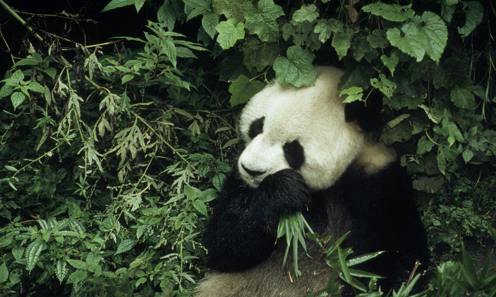 Ailuropoda melanoleuca Giant panda 6 year old male eating bamboo Wolong Research Centre, China Project number: CN0022 Project number: CN0005