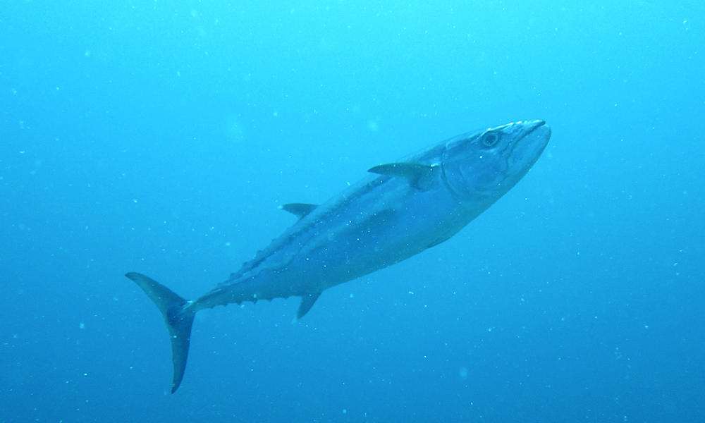 Skipjack Tuna