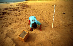 biologist collecting turtle eggs