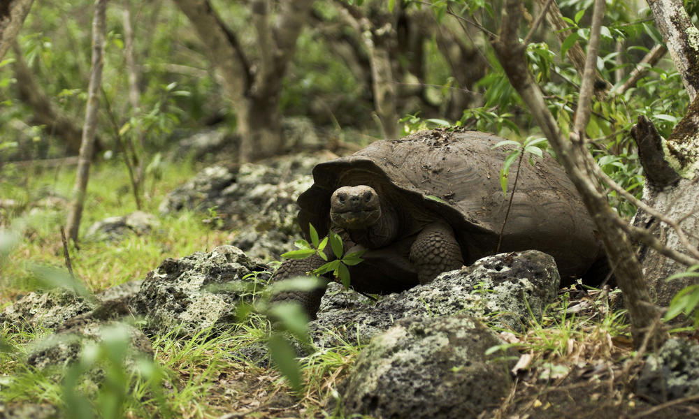 Tortoise