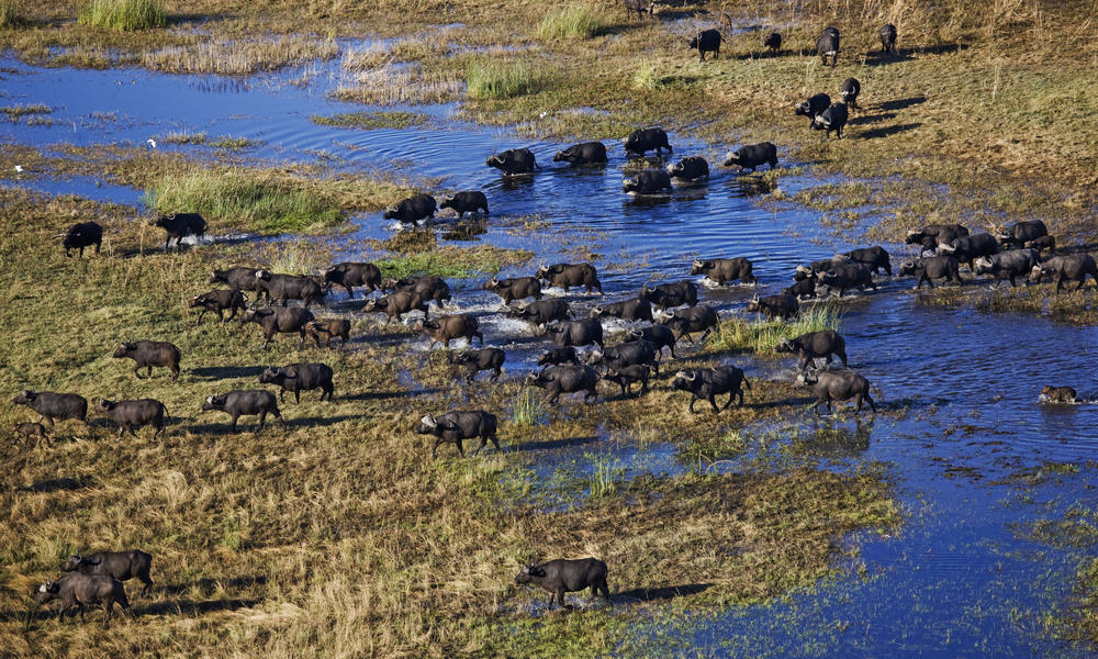 Aerial view of Cape Buffalo