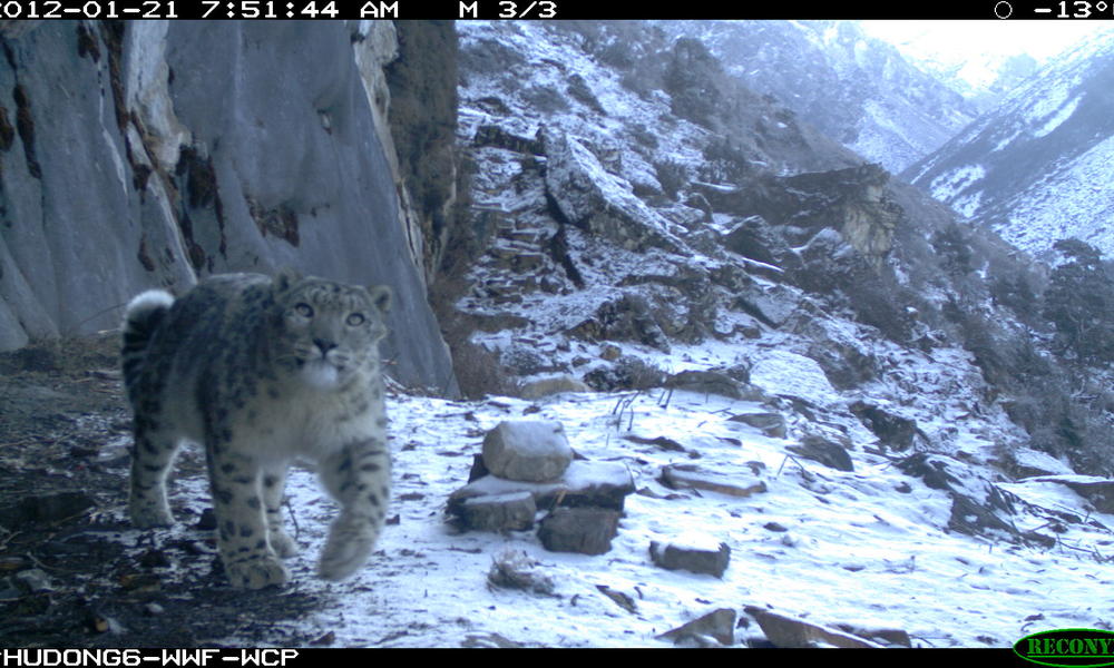 How Does Climate Change Affect Snow Leopards – VILSCI